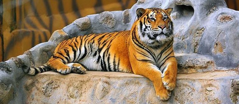 Hayvanat bahçesindeki yüzlerce hayvan öldürülme tehlikesiyle karşı karşıya