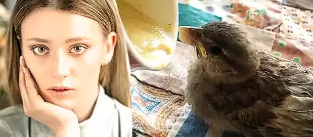 Gizem Karaca minik serçeyi kurtardı