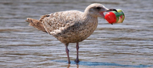 Nehir kenarındaki kirlilik en çok kuşları etkiliyor