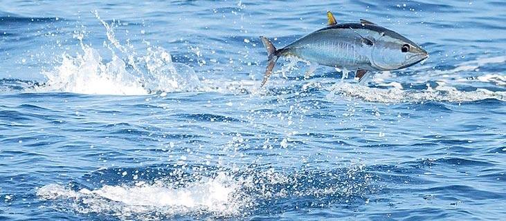 ORKİNOS AVCILIĞINA SERTİFİKA VERMEYİN’