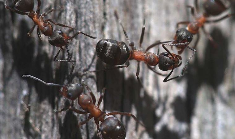 TÜRKİYE’NİN KARINCA ÇEŞİTLİĞİ ARAŞTIRILIYOR