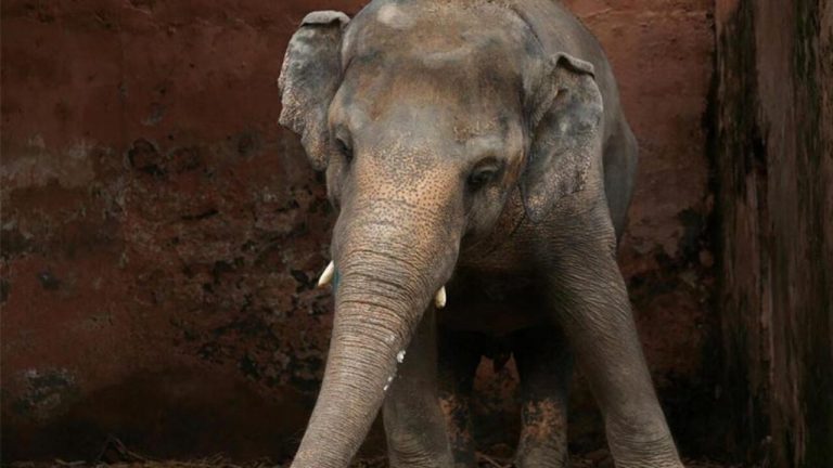 35 YILDIR YALNIZ OLAN FİLE ÖZGÜRLÜK