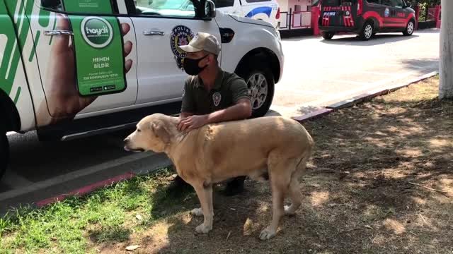 HAYDİ HAYVANLARI KORUMAYA