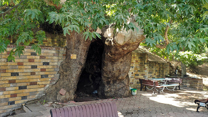 812 YAŞINDAKİ ÇINARIN ÇEVRESİNDEKİ BETON YAPILAR YIKILACAK