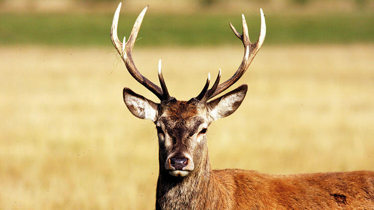 KIZIL GEYİKLER ŞİMDİLİK GÜVENDELER