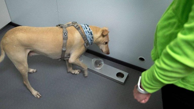 KÖPEKLER KORONAYI KOKLAYACAK!