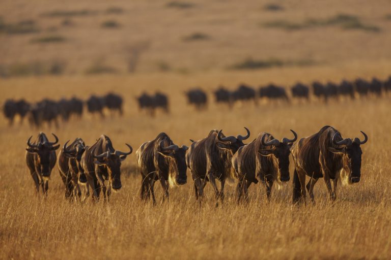 BİLİM ADAMLARI UYARIYOR, VAHŞİ YAŞAM BİTİYOR!