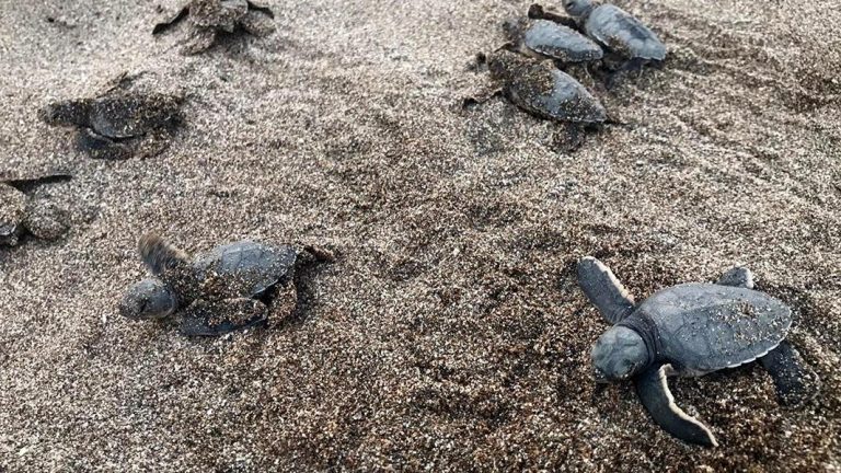ALANYA’DA CARETTA CARETTALAR DENİZLE BULUŞTU