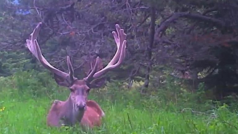 FOTOKAPANLAR ALAGEYİK VE KIZIL GEYİKLERİ GÖRÜNTÜLEDİ