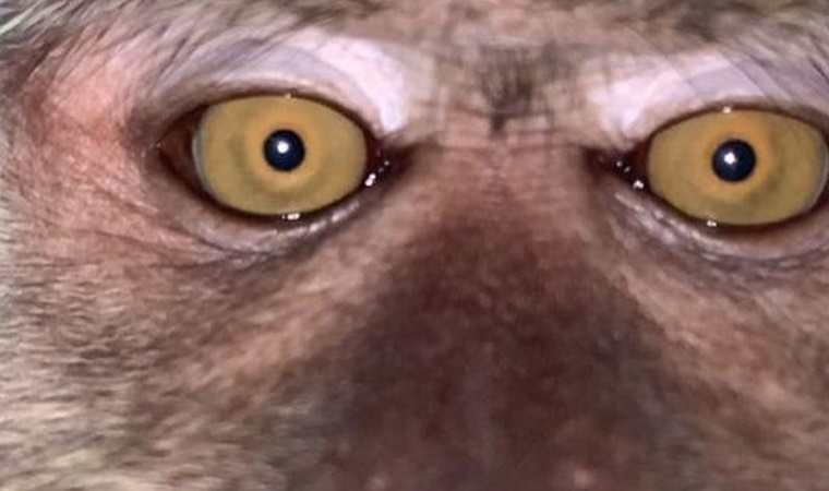 ORMANLIK ALANDA BULUNAN KAYIP TELEFONUN GALERİSİNDEN MAYMUN SELFİE’LERİ ÇIKTI