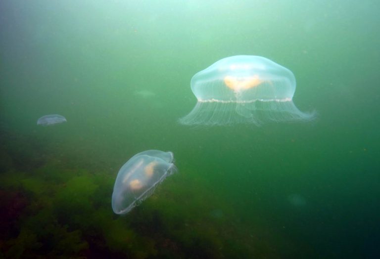 MARMARA’DA GÖRÜLEN AY DENİZANASI İÇİN PROF. DR. MEHMET EMİN BİRPINAR UYARDI