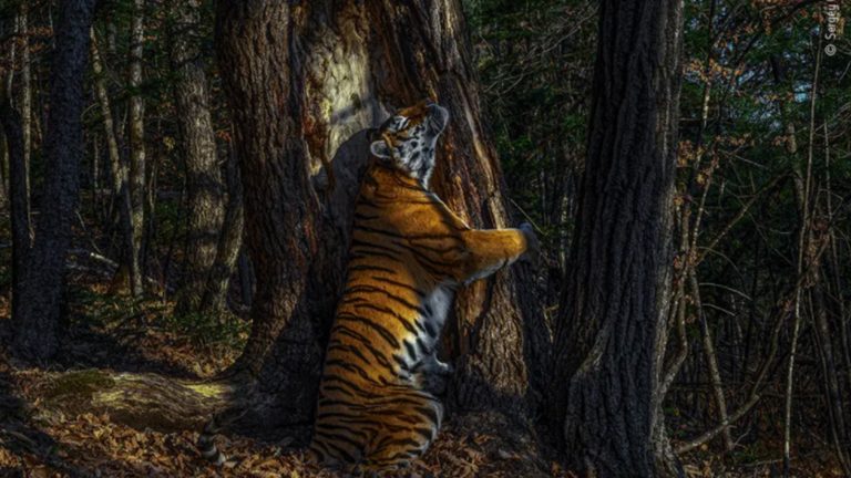 AĞACA SARILAN KAPLAN FOTOĞRAFINA, VAHŞİ YAŞAM FOTOĞRAFI ÖDÜLÜ VERİLDİ