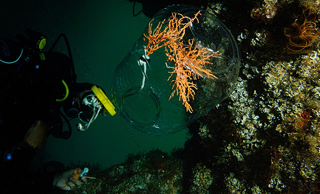 MARMARA DENİZİ’NDE SUNİ MERCAN ADASI OLUŞTURULDU