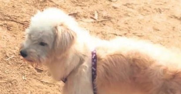 DOU DOU ADLI KÖPEK 26 GÜN BOYUNCA YÜRÜDÜ