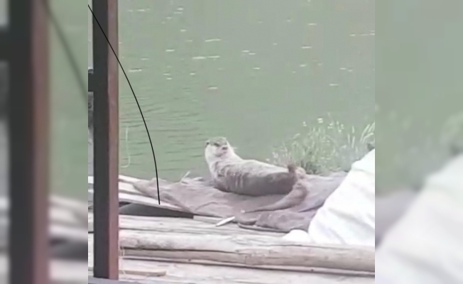 ELAZIĞ’DA SU SAMURU GÖRÜLDÜ