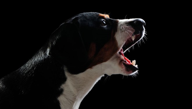 İNSANIN EN ESKİ DOSTU KÖPEKLER