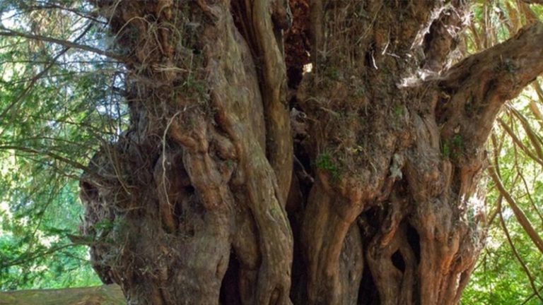TÜRKİYE’NİN EN YAŞLI AĞACI 4 BİN 115 YAŞINDA