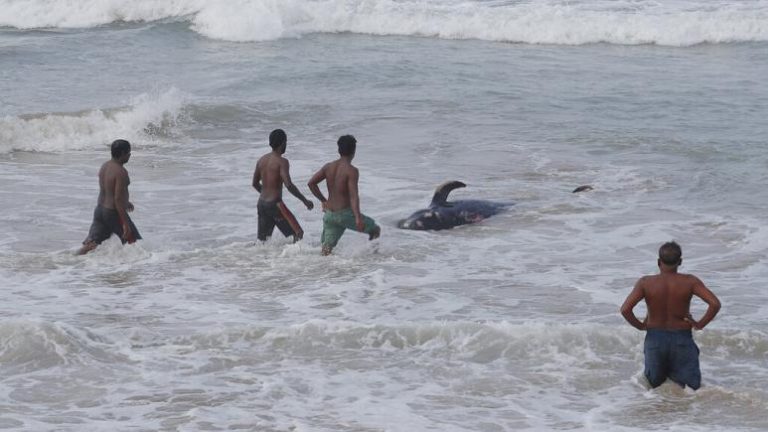 SRILANKA’DA 120 BALİNA KURTARILDI