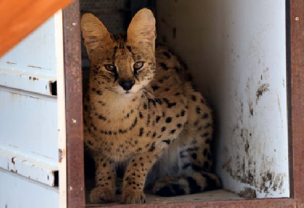 İSTANBUL’DA LÜKS BİR MALİKANEDE SERVAL KEDİSİ BULUNDU