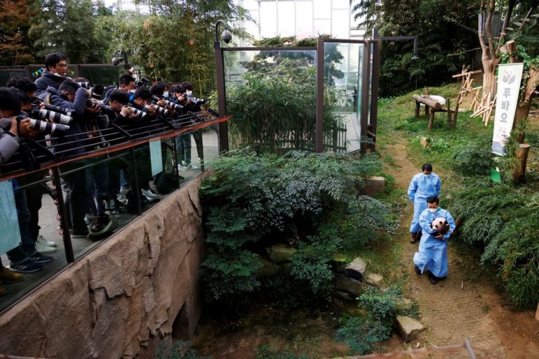 GÜNEY KORE’DE DOĞAN İLK PANDA, YAPILAN BİR BASIN TOPLANTISINDA DÜNYAYA TANITILDI