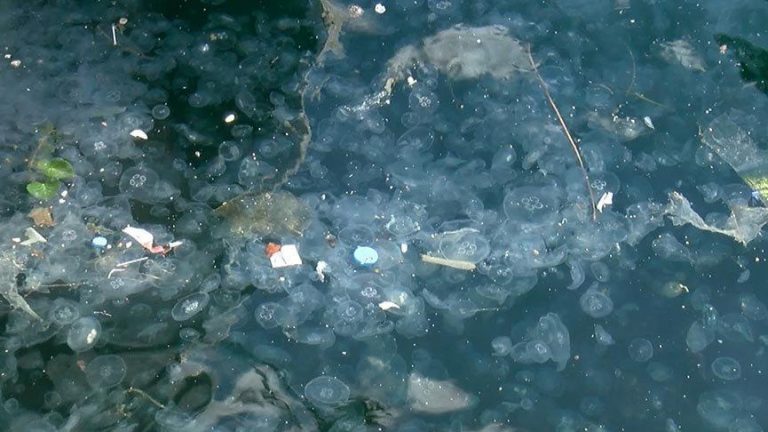 İSTANBUL BOĞAZI DENİZANALARININ İSTİLASINA UĞRADI