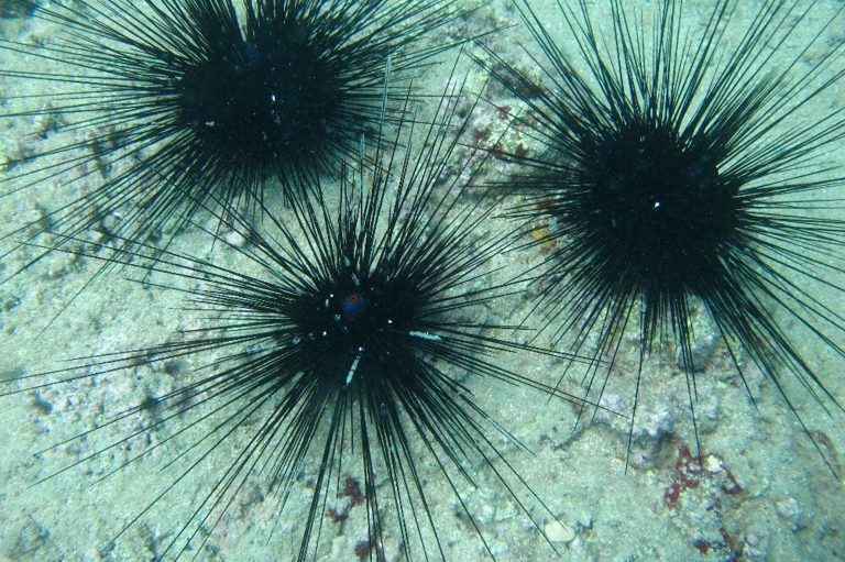 DİKENLİ DENİZ KESTANESİ UYARISI