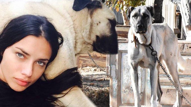 Adriana Lima, ikinci kez kangal köpeği sahibi oldu
