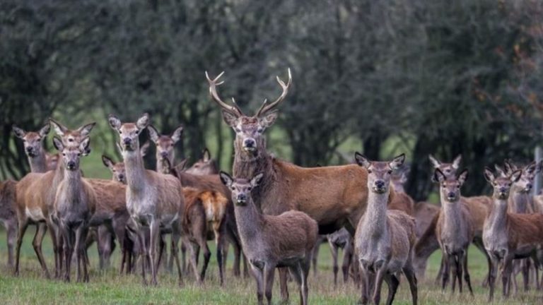 Portekiz’de katledilen hayvanların görüntüsü öfke patlamasına neden oldu