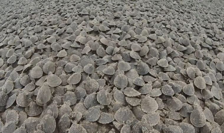 Amazon Nehrinde, binlerce kaplumbağa sahili kapladı