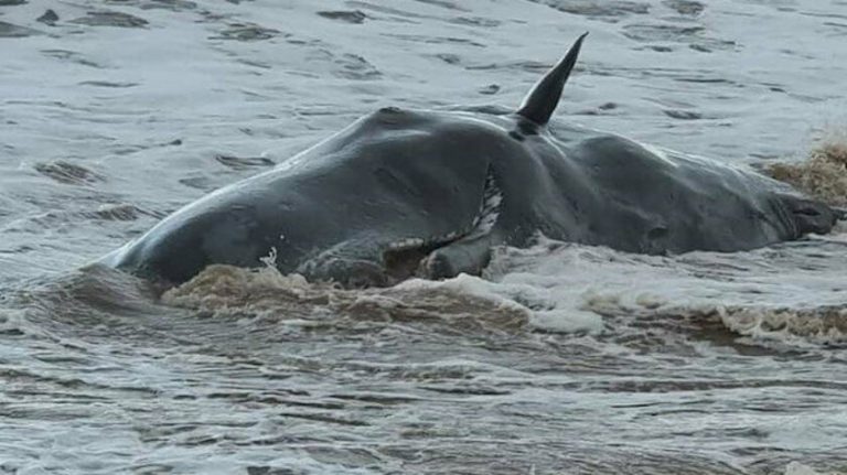 İngiltere’nin Doğu Yorkshire sahilinde dev ispermeçet balinaları kıyıya vurdu