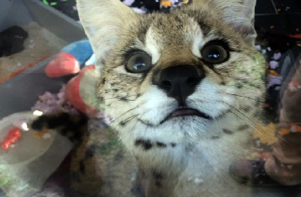 Savannah cinsi kedi Sapanca’da ele geçirildi