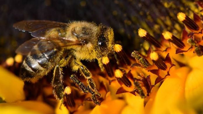 Arı türlerinde endişe veren düşüş