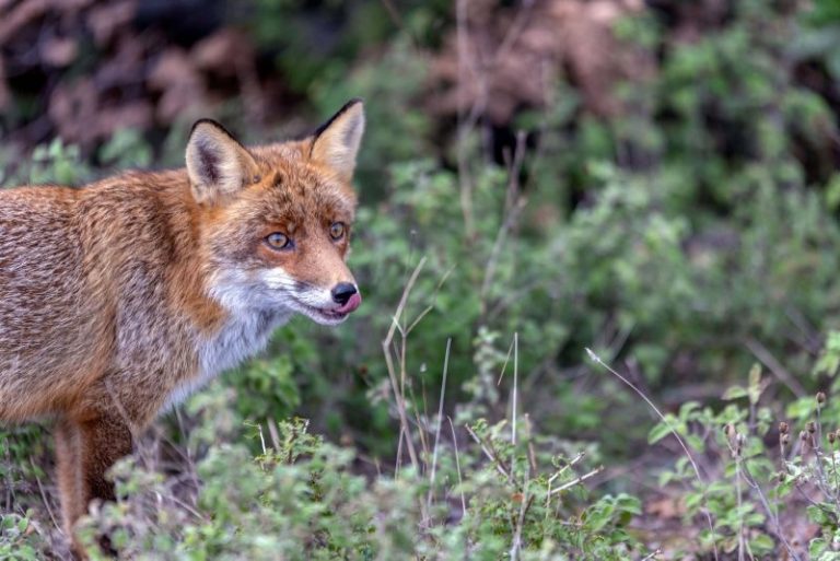 Gelibolu ziyaretçileri sayesinde ehlileşen tilki, fenomen oldu