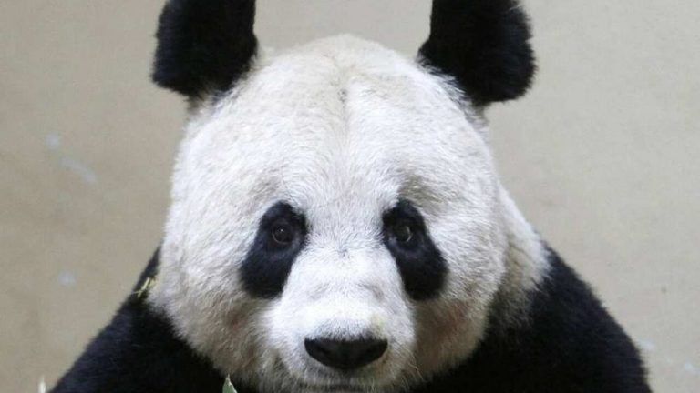 Pandemi yüzünden ziyaretçisi azalan pandalar, Çin’e geri gönderilebilir