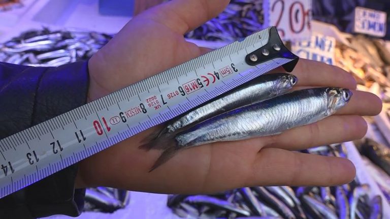 Prof.Dr. Ahmet Cemal Dinçer: Hamsi avına kota getirilmeli