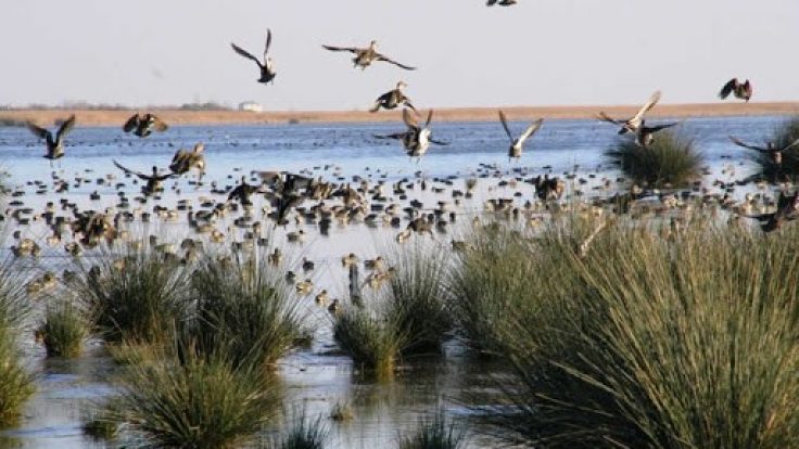 50 yılda Marmara Denizi büyüklüğünde su kurudu