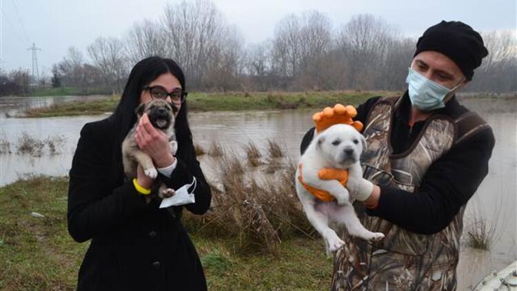 Yavru köpekler mahsur kaldı