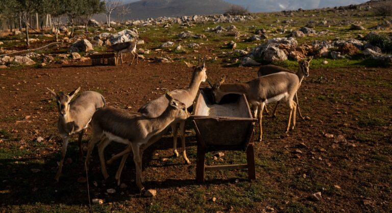 Gazella’ların kurtarıcısı AB basınında