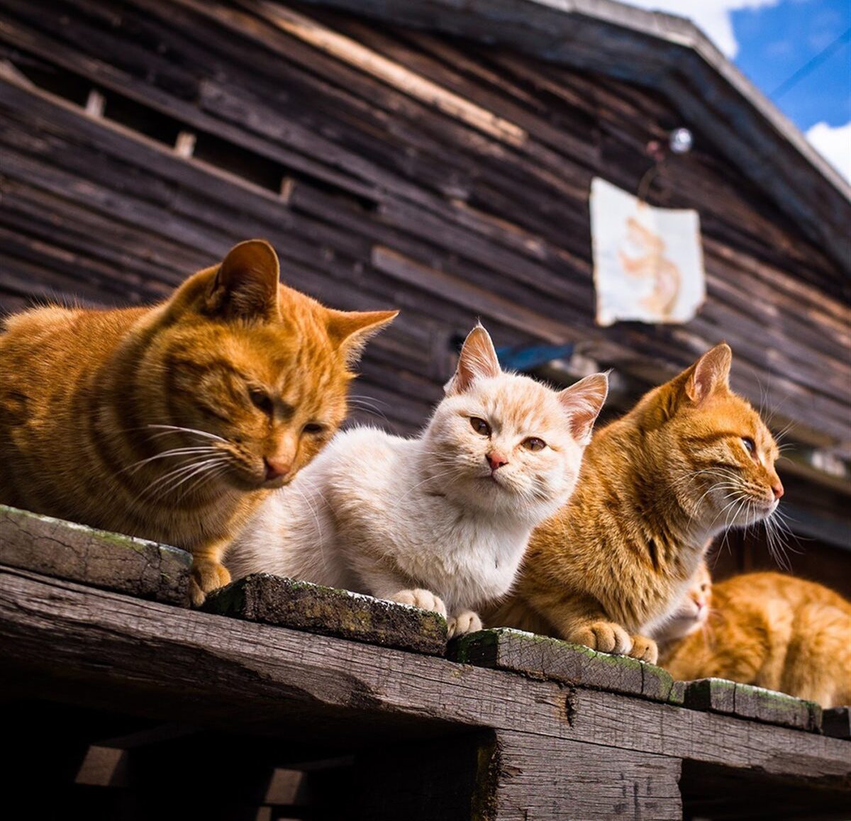 Четверо кошек. Котик дома. Котики семья. Кошка дом семья. Семь котов.