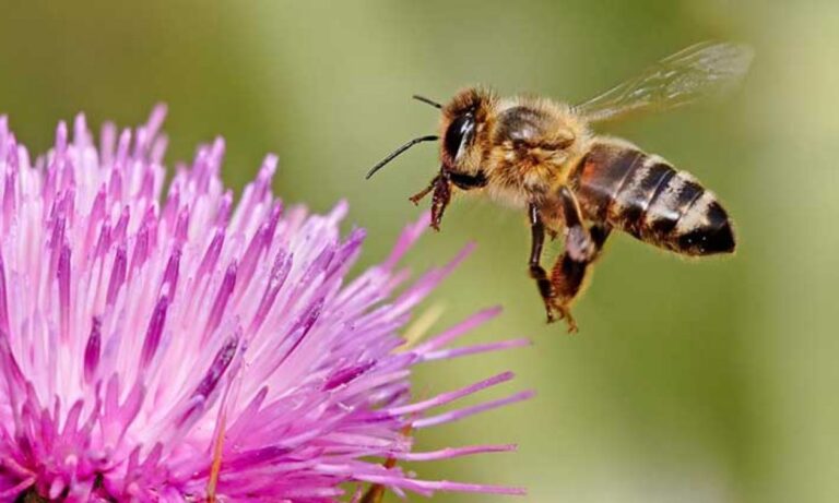 ARILAR VARSA YARINLAR VAR