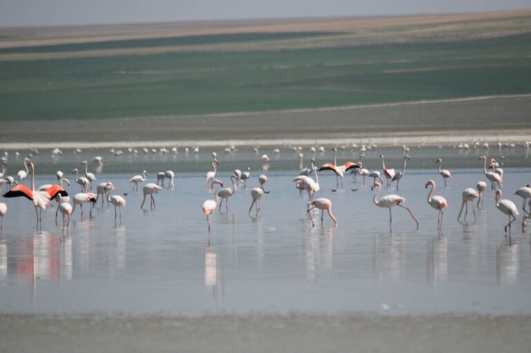 TÜRKİYE’NİN FLAMİNGO CENNETİ KURUDU
