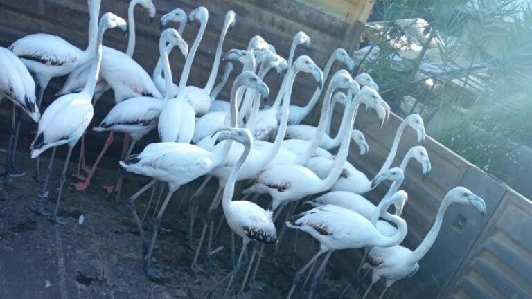 FLAMİNGOLARA YASADIŞI ERİŞİM VE İŞKENCE