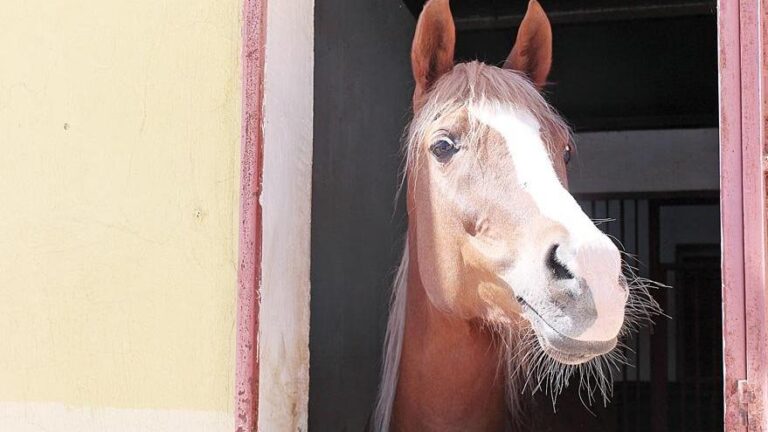 ATLA UĞRAŞMAK DEPRESYONA İYİ GELİYOR