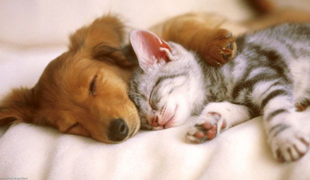 SÖZ HAYVAN SEVERLERDE