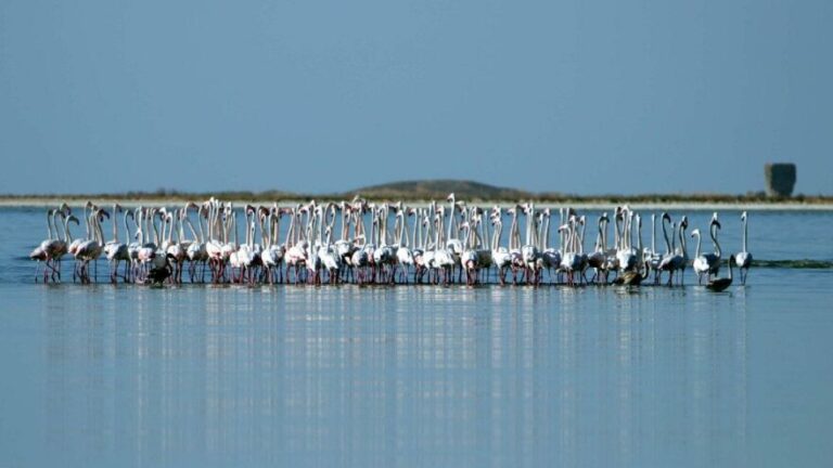FLAMİNGOLAR KURAKLIKTAN KAÇTI