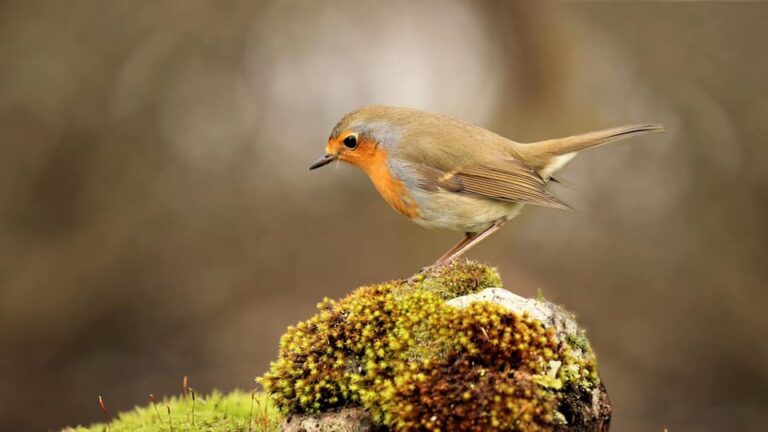 TEK KARE İÇİN GÜNLERCE BEKLİYOR