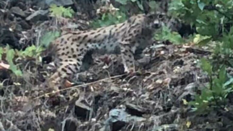 KIRMIZI LİSTEDEKİ VAŞAKLAR TUNCELİ’DEN ÇIKTI