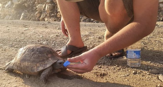 KAMPLUMBAĞA KURTARMA TİMİ KURULDU