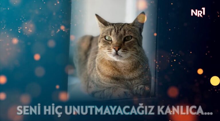 Bu bir uyarı yazısıdır: Number1 Medya Grubu’ndan mesaj var