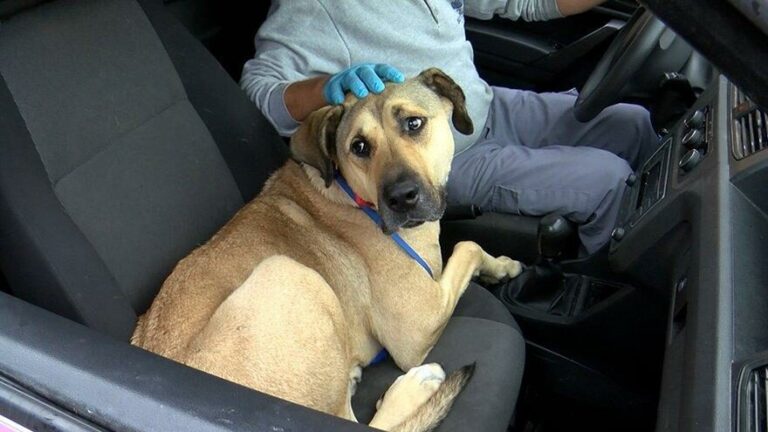 Fenomen köpek Boji, bakımevinde bile yolculuk yapıyor